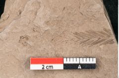 Foto (Detailansicht) von Taxodium distichum miocenicum Heer (NHMW-GEO-2024-0188-6419)